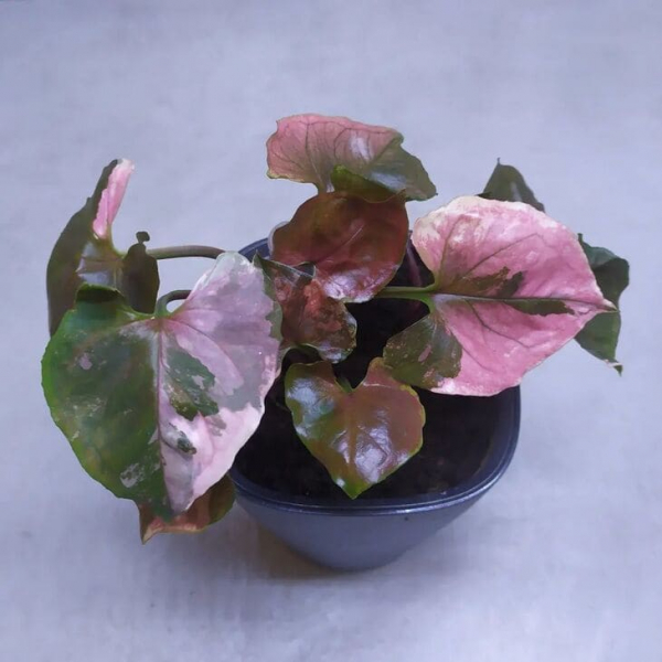 Сорт сингоніуму &laquo;Полуничний лід&raquo; (Strawberry Ice), опис, фото, особливості вирощування