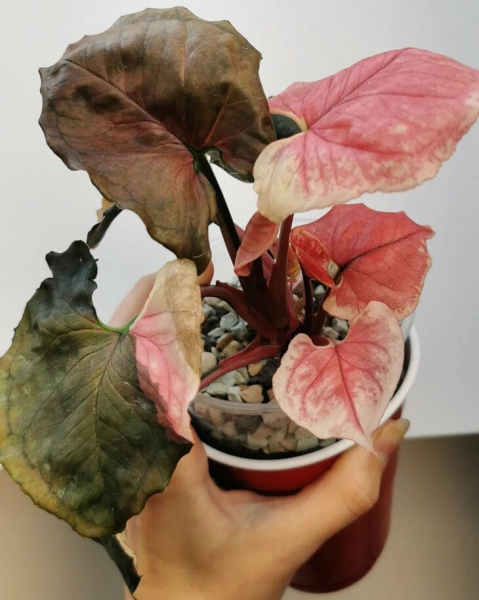 Сорт сингоніуму &laquo;Полуничний лід&raquo; (Strawberry Ice), опис, фото, особливості вирощування