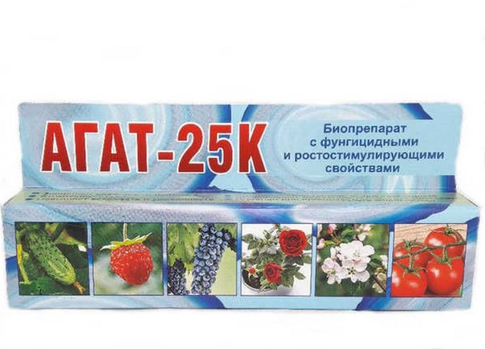 Фузаріоз &ndash; що це, як виглядає, симптоми, лікування