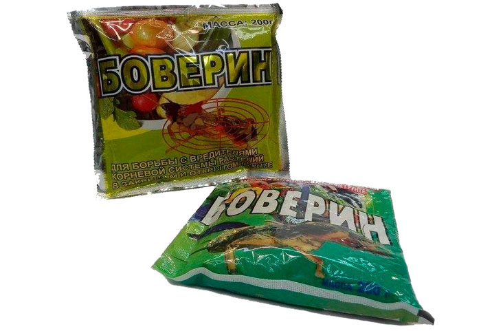 Як позбутися попелиці на смородині: рейтинг коштів від попелиці 2023 року