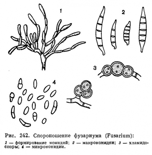 Фузаріоз &ndash; що це, як виглядає, симптоми, лікування