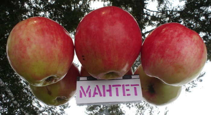 Яблуня Мантет: фото, опис сорту, тонкощі вирощування