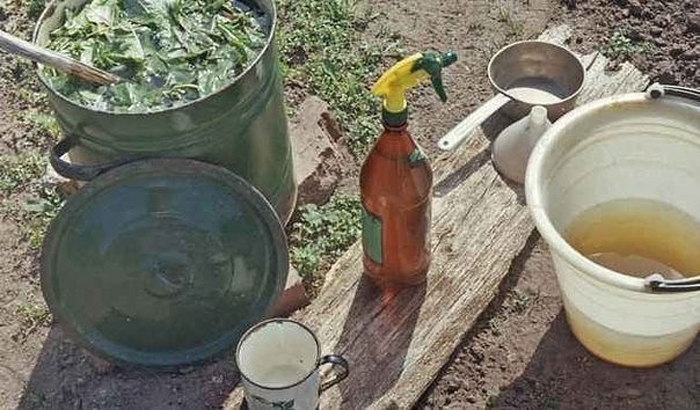 Капустниця - як виглядає, чим харчується, яку шкоду завдає городу