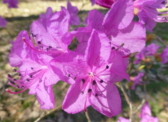 Рододендрон (50 фото): опис, сорти, вирощування у відкритому ґрунті