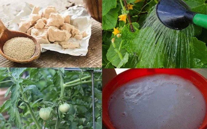 Цукор як добрива - підживлення для квітів і не тільки