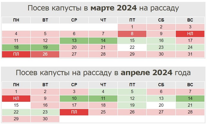 Коли сіяти капусту на розсаду у 2024 році?