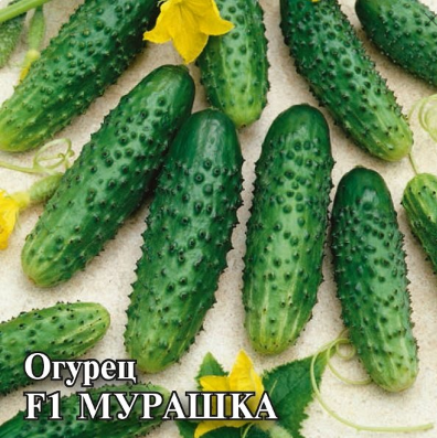 Урожайні сорти огірків - рейтинг 2024 року