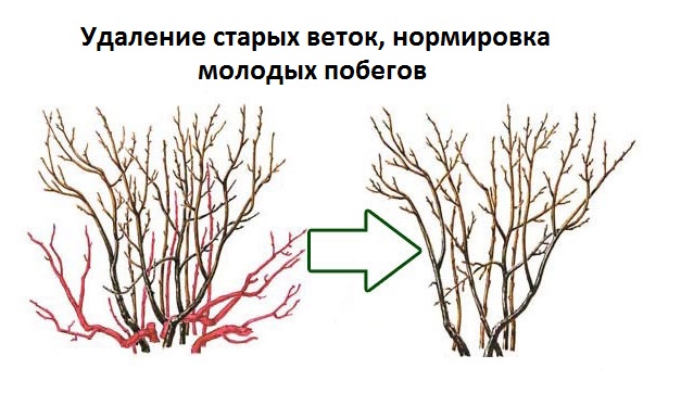 Смородина Стрічка (35 фото) &ndash; опис сорту, посадка та догляд