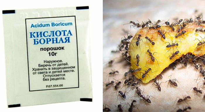 Народні засоби від мурах
