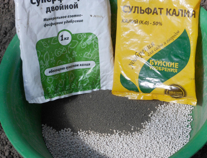 Що удобрювати у серпні 2024 року? Схеми підживлення у серпні