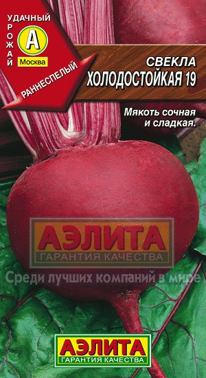 Коли садити буряки у 2024 році