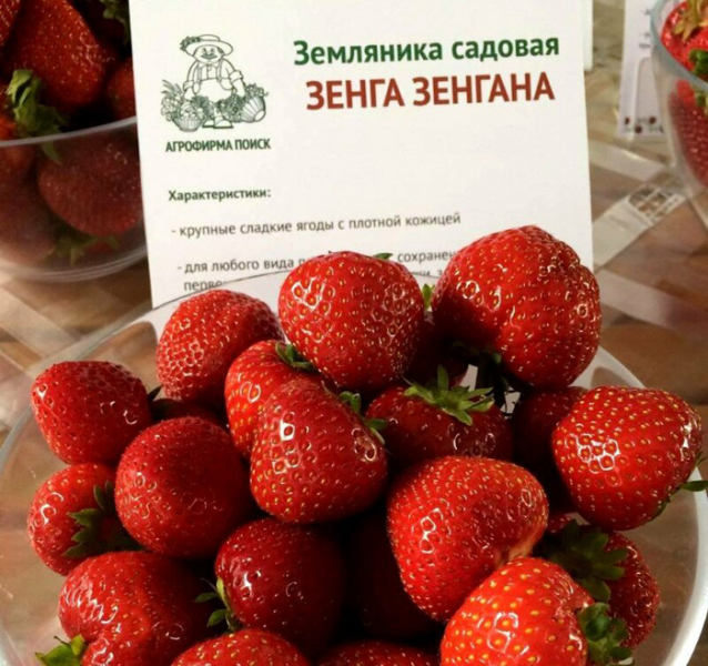 Кращі сорти полуниці для України у 2024 році