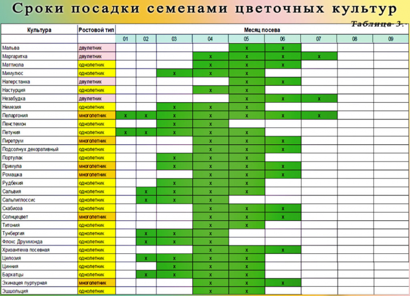 Що посадити на розсаду або в теплицю у березні 2024 року