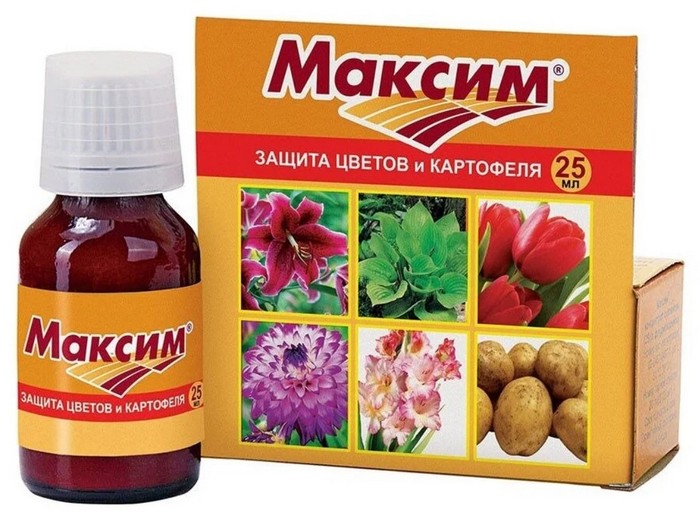 Фузаріоз &ndash; що це, як виглядає, симптоми, лікування