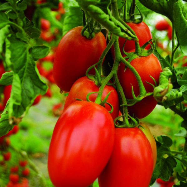 Ранні сорти томатів - ТОП-33 сортів 2024 року
