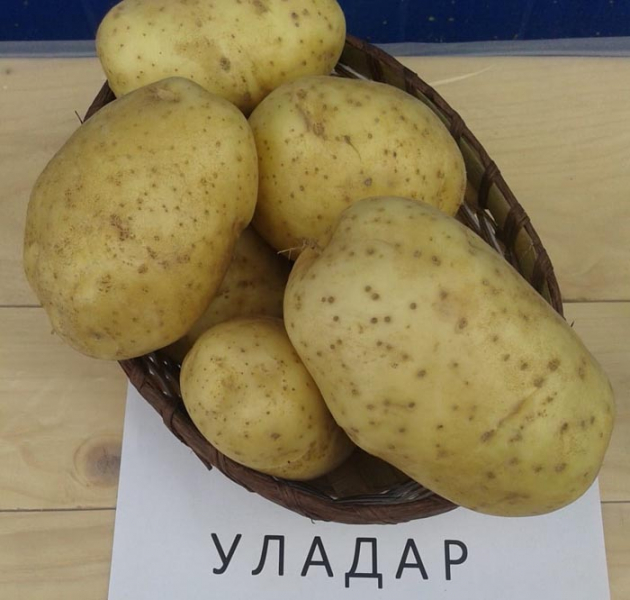 Найкращі сорти картоплі &ndash; рейтинг 2024. Назви та опис (66 фото)