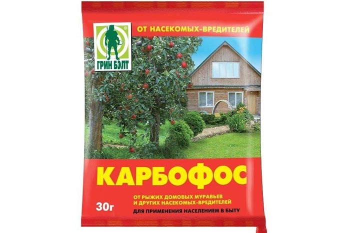 Попелиці на огірках у теплиці та відкритому ґрунті. Рейтинг 2024 засобів від попелиці