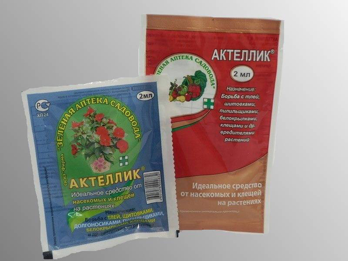 Клоп смердючка &mdash; як виглядає, де живе, як його позбутися