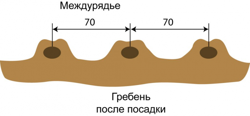 Картопля для півночі: сорти, коли та як садити