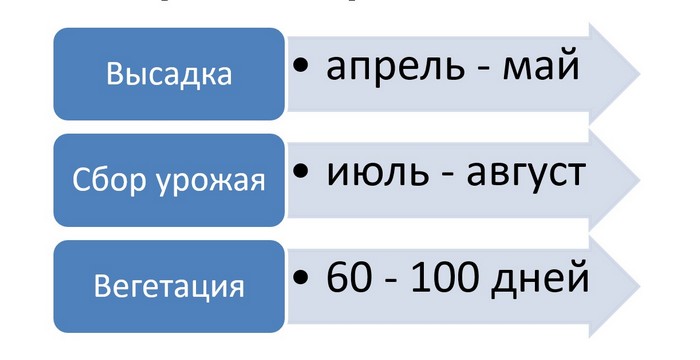 Посадка гороху: коли і як садити + місячний календар на 2024 рік