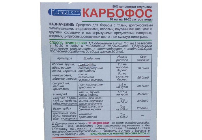 Попелиці на огірках у теплиці та відкритому ґрунті. Рейтинг 2024 засобів від попелиці