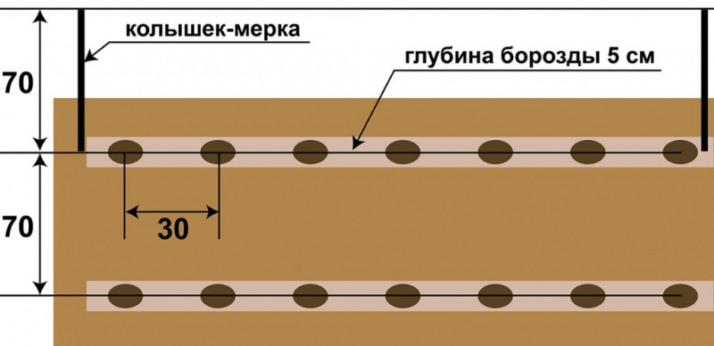 Картопля для півночі: сорти, коли та як садити