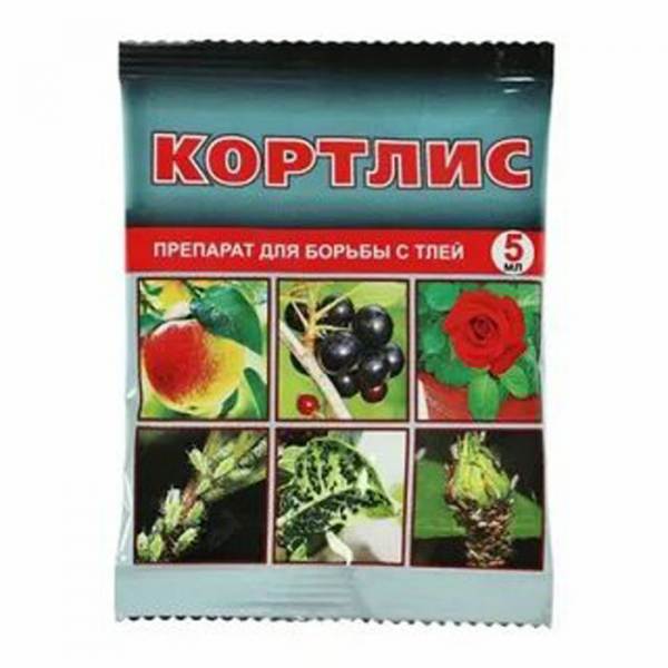 Як позбутися попелиці на смородині: рейтинг коштів від попелиці 2023 року