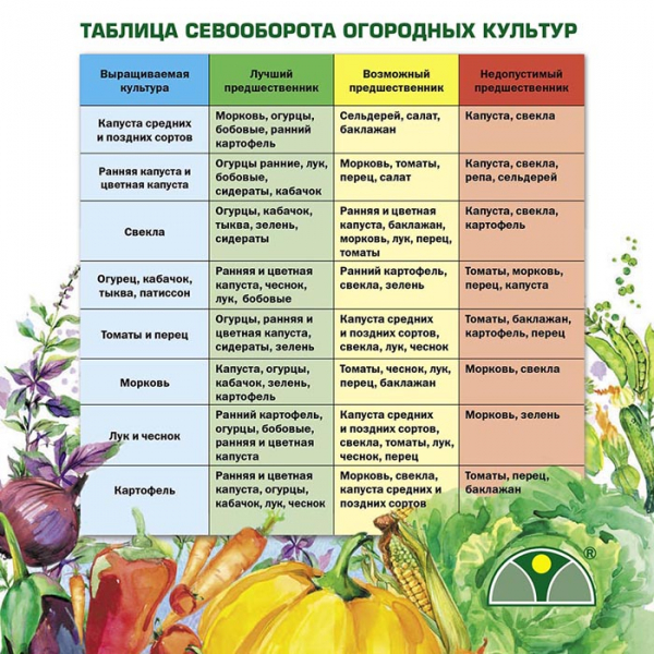 Попелиці на огірках у теплиці та відкритому ґрунті. Рейтинг 2023 засобів від попелиці