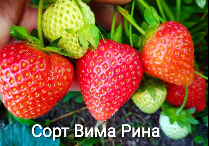 Кращі сорти полуниці для холодного клімату - ТОП-12 2024 року
