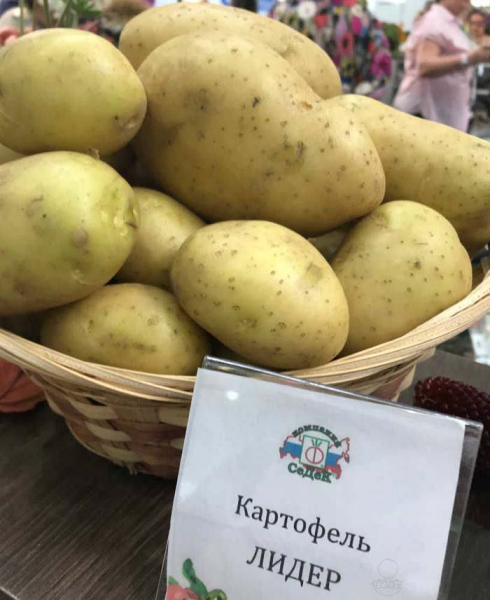 Найкращі сорти картоплі &ndash; рейтинг 2024. Назви та опис (66 фото)