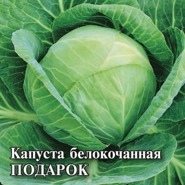 Сорти капусти &mdash; 33 найкращі сорти 2024 року