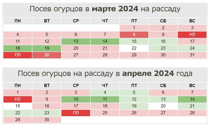 Коли і як садити огірки на розсаду у 2024 році