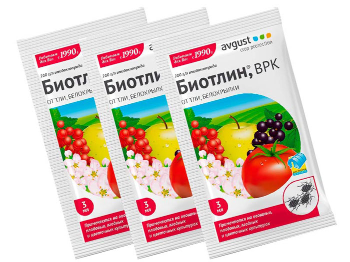 Як позбутися попелиці на смородині: рейтинг коштів від попелиці 2023 року