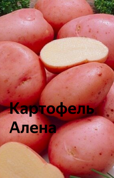 Найкращі сорти картоплі &ndash; рейтинг 2024. Назви та опис (66 фото)