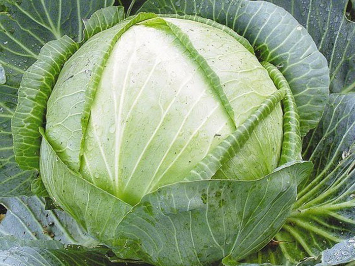 Сорти капусти &mdash; 33 найкращі сорти 2024 року