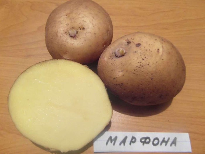 Найкращі сорти картоплі &ndash; рейтинг 2024. Назви та опис (66 фото)