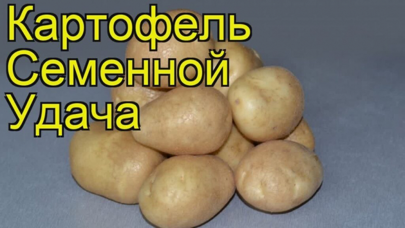 Посадка картоплі на Уралі у 2024 році