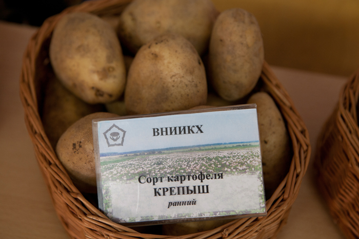 Найкращі сорти картоплі &ndash; рейтинг 2024. Назви та опис (66 фото)