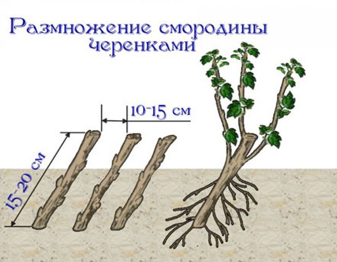 Смородина Стрічка (35 фото) &ndash; опис сорту, посадка та догляд