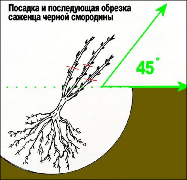 Смородина Стрічка (35 фото) &ndash; опис сорту, посадка та догляд