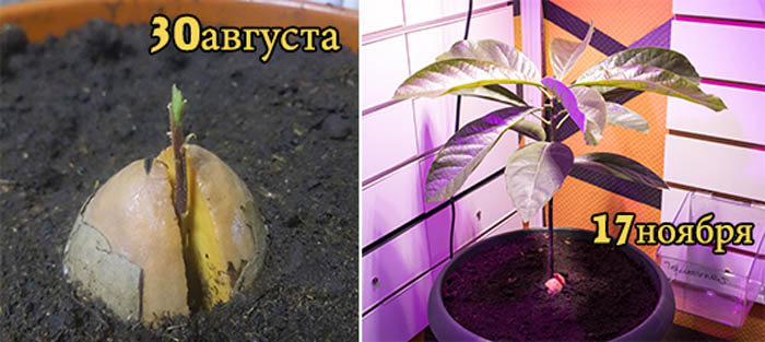 Як виростити авокадо з кісточки - 100% ефективний метод