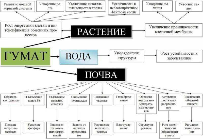 Гумати калію та натрію: що це таке, для чого і як їх правильно застосовувати?