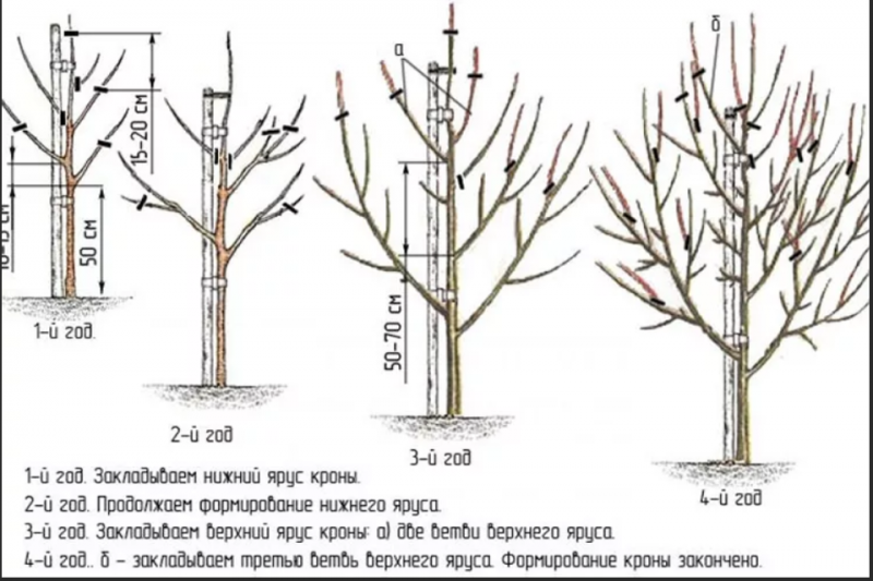 Груша Лада (45 фото) — опис сорту, вирощування та догляд