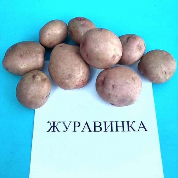 Найкращі сорти картоплі &ndash; рейтинг 2024. Назви та опис (66 фото)