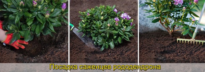 Рододендрон (50 фото): опис, сорти, вирощування у відкритому ґрунті