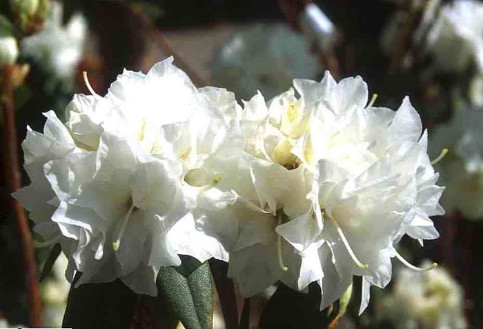 Рододендрон (50 фото): опис, сорти, вирощування у відкритому ґрунті