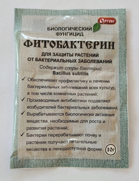 Пероноспороз рослин: що це, як боротися та врятувати врожай