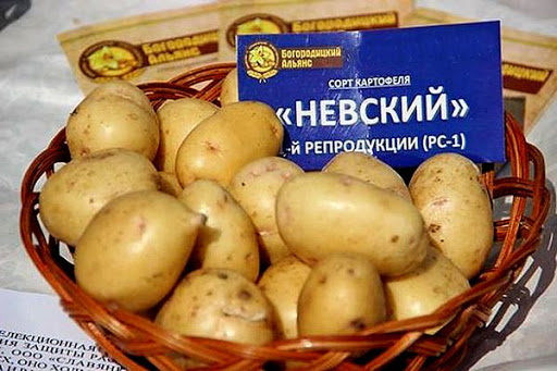 Картопля для півночі: сорти, коли та як садити