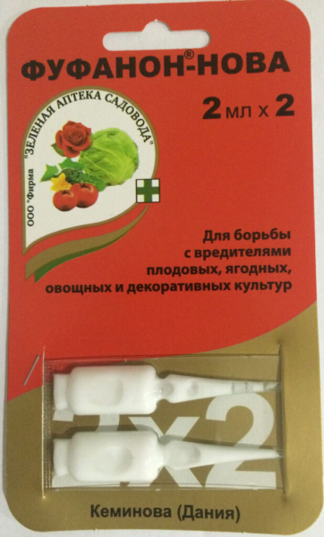 Як позбутися попелиці на смородині: рейтинг коштів від попелиці 2023 року