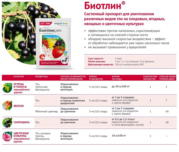 Попелиці на огірках у теплиці та відкритому ґрунті. Рейтинг 2024 засобів від попелиці